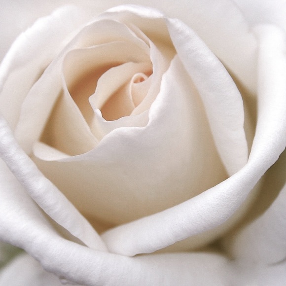 Meet your Posher, Otilija - Picture 1 of 1